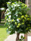 Ficus spiral trunk, artificial plant, 160cm