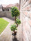 Ficus spiral trunk, artificial plant, 160cm
