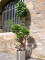 Ficus spiral trunk, artificial plant, 160cm