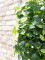 Ficus spiral trunk, artificial plant, 160cm