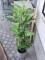 Dieffenbachia, artificial, 120cm
