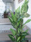 Dieffenbachia, artificial, 120cm