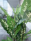 Dieffenbachia, artificial, 120cm