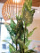 Dieffenbachia, artificial, 120cm