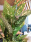 Dieffenbachia, artificial, 120cm