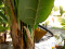 Banana tree, artificial plant, 170cm