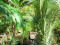 Kentia Palme, Kunstpflanze, 140cm