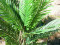 Kentia Palme, Kunstpflanze, 140cm