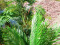 Kentia Palme, Kunstpflanze, 140cm