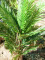 Kentia Palme, Kunstpflanze, 140cm