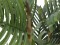 Kentia Palme, Kunstpflanze, 140cm
