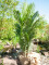 Kentia Palme, Kunstpflanze, 140cm