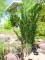 Kentia Palme, Kunstpflanze, 140cm