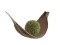 Succulent Ball (EVA), artificial plant, green, 20cm
