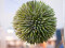 Succulent Ball (EVA), artificial plant, green, 20cm