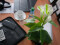 Mini Calla, artificial plant, white, 43cm