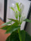Mini Calla, artificial plant, white, 43cm