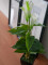 Mini Calla, artificial plant, white, 43cm