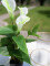 Mini Calla, artificial plant, white, 43cm