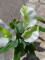 Mini Calla, artificial plant, white, 43cm