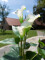 Mini Calla, artificial plant, white, 43cm