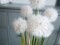 Pusteblume, Kunstblume, 107cm