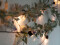 Flowering Garland, artificial, white, 180cm