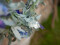 Flowering Garland, artificial, white, 180cm
