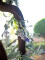 Flowering Garland, artificial, white, 180cm