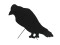 Silhouette Crow, 63cm