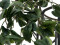 Philo bush classic, artificial, 60cm