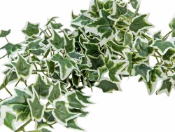 Holland ivy bush tendril classic, artificial, 70cm