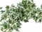Holland ivy bush tendril classic, artificial, 70cm
