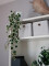 Holland ivy bush tendril classic, artificial, 70cm
