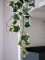 Holland ivy bush tendril classic, artificial, 70cm