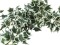 Holland ivy garland classic, artificial, 180cm