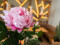 Peony Branch classic, artificial plant, pink, 80cm