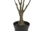 Dracena, künstlich, grün-rot, 90cm