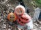 Halloween Skull Pumpkin, 26cm