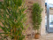 Bamboo deluxe, artificial plant, 150cm