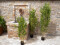 Bamboo deluxe, artificial plant, 150cm