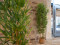Bamboo deluxe, artificial plant, 180cm