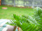 Cycas palm tree, artificial plant, 70cm