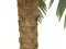 Phoenix palm deluxe, artificial plant, 250cm
