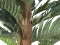 Kentia palm tree, artificial plant, 120cm