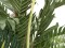 Kentia Palme, Kunstpflanze, 150cm