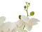 Orchidee, Kunstpflanze, cremefarben, 80cm
