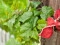Grape bush, premium, artificial, 50cm