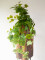 Grape bush, premium, artificial, 50cm