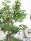 Ficus longifolia, artificial plant, 165cm